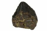 Partial Triceratops Tooth - Montana #98320-1